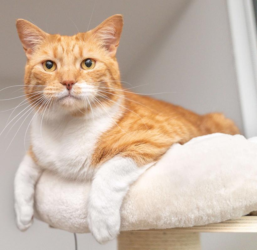 Renting with Pets Update 2