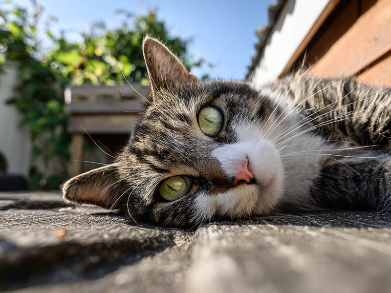 Essential Summer Grooming Guide for Long-Haired Cats